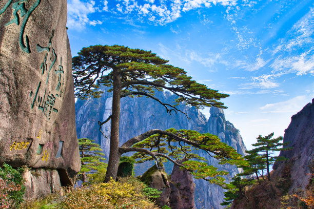 黃山 迎客松