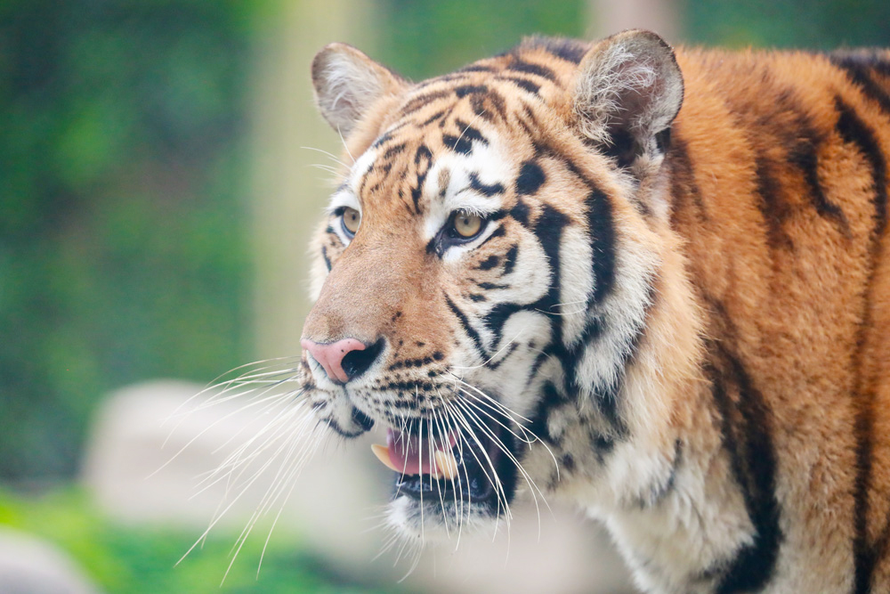 上海野生動(dòng)物園